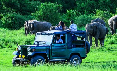 Wildlife is packed in Sri Lanka considering its little size. Sri Lanka has 26 national parks, The most famous national parks are Yala National park, Udawalawe National Park, Wilpattu National Park and Minneriya National park. Sri Lanka famous for Asian elephant and leopards, (one of the big cats). Sri Lanka has the highest leopard density when compared with other countries. Leopards are evolved more like a jaguar with more muscular than a jaguar. As well as Sri Lanka has the highest density of elephants in Asia. Elephants gather in large numbers in the evening and early morning to drink water from the lakes in national parks. Yala and Wilpattu are best for spotting leopards in Sri Lanka due to its high leopard density. Yala is similar to Savannah because yala is mostly scattered with shrubs, grasslands and occasional big trees. If you are in to elephants the best parks are Udawalawe and Minneriya. Generally, Sri Lanakan National parks accommodate many animal species that consists with mammals, Reptiles, Amphibians, Birds and Invertebrates.