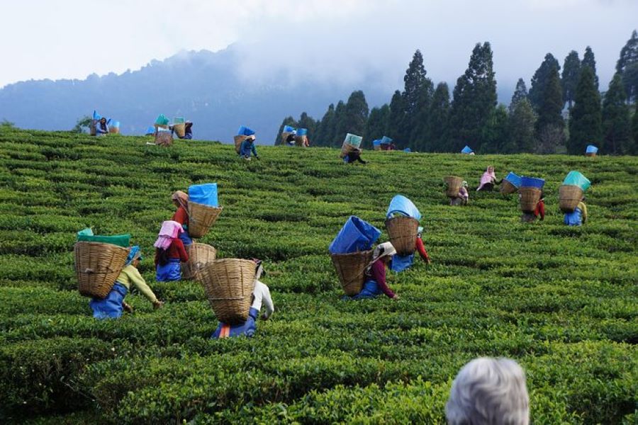 Tea Plantation in Nuwara Eliya