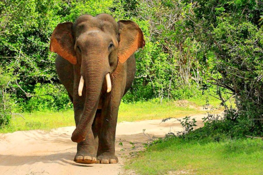 Yala National Park - Elephants