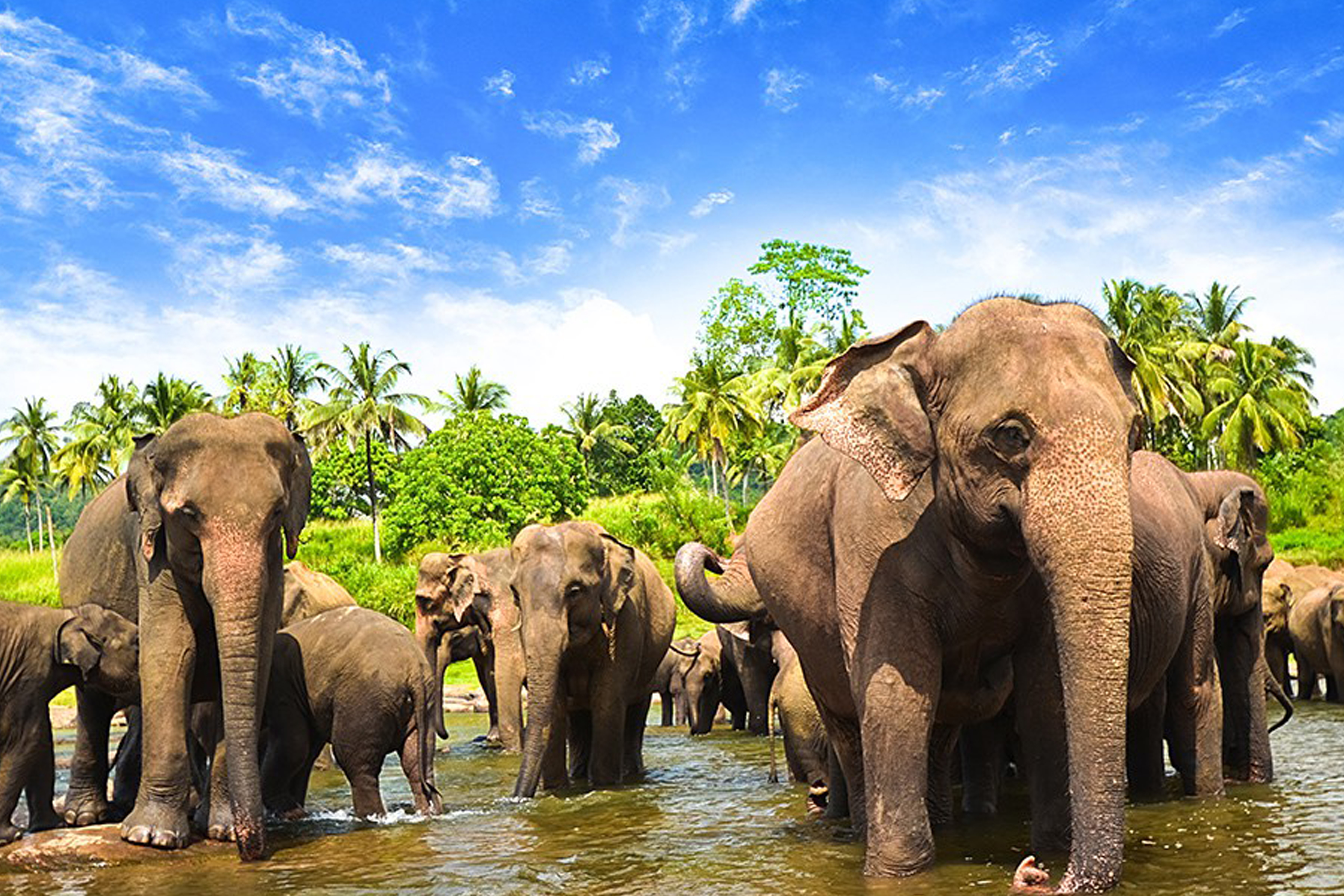 Шри ланка экскурсионный. Шри Ланский слон. Шри Ланка экскурсии. Шри Ланка надпись. Фото на поездке в Шри Ланке.