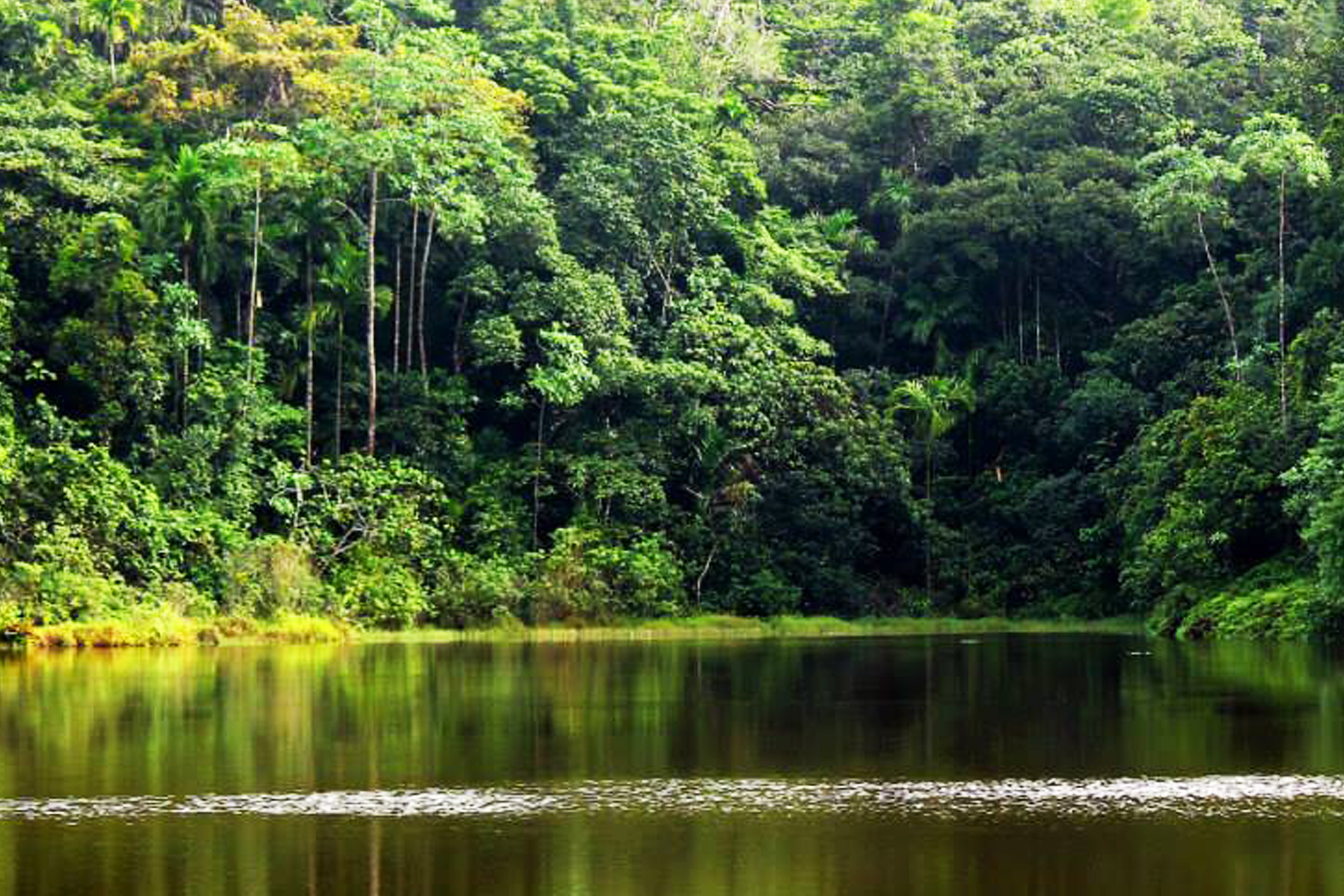 Kanneliya Rainforest is one of the Galle’s major attractions in Southern Province, Sri Lanka. This Forest Reserve is named as 21 Biodiversity Hotspots in the world. And this forest complex is considered as the last large remaining rainforest in Sri Lanka other than Sinharaja rain forest. It is declared as a biosphere reserve in 2004 by UNESCO. Kanneliya forest rich in a diverse range of flora and fauna and also especially endemic animals to Sri Lanka. You will get a chance to see monkeys, snakes, chameleons, extensive birdlife and a vast range of tropical trees, plants and flowers. December to April is the best time to travel Kanneliya. Because of Lower chance of rain. Streams generally rich after rain. And this period is an ideal to visit waterfalls in KanneliyaIf you are seeking adventure-based tourism locations in Sri Lanka, plan your tour to the Kanneliya rainforest.