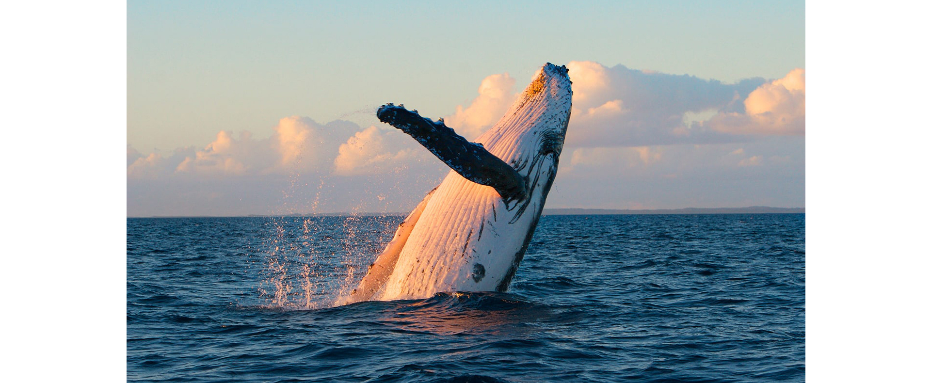 Whale Watching Srilanka - Whales Watching Tours in Sri Lanka