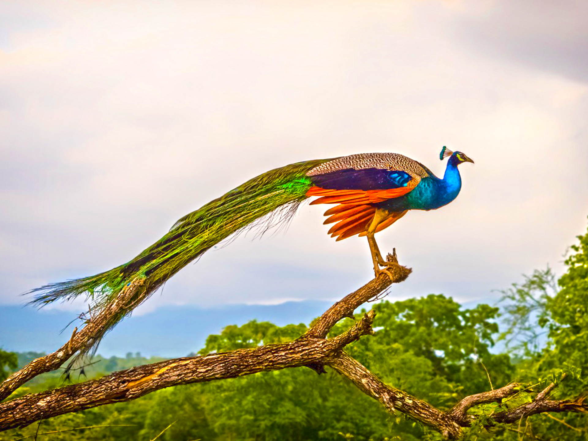 Птицы шри ланки. Птицы Коха Шри Ланка. Национальный парк Удавалаве Шри Ланка. Павлин Шри Ланка. Коэльо птица Тайланда.