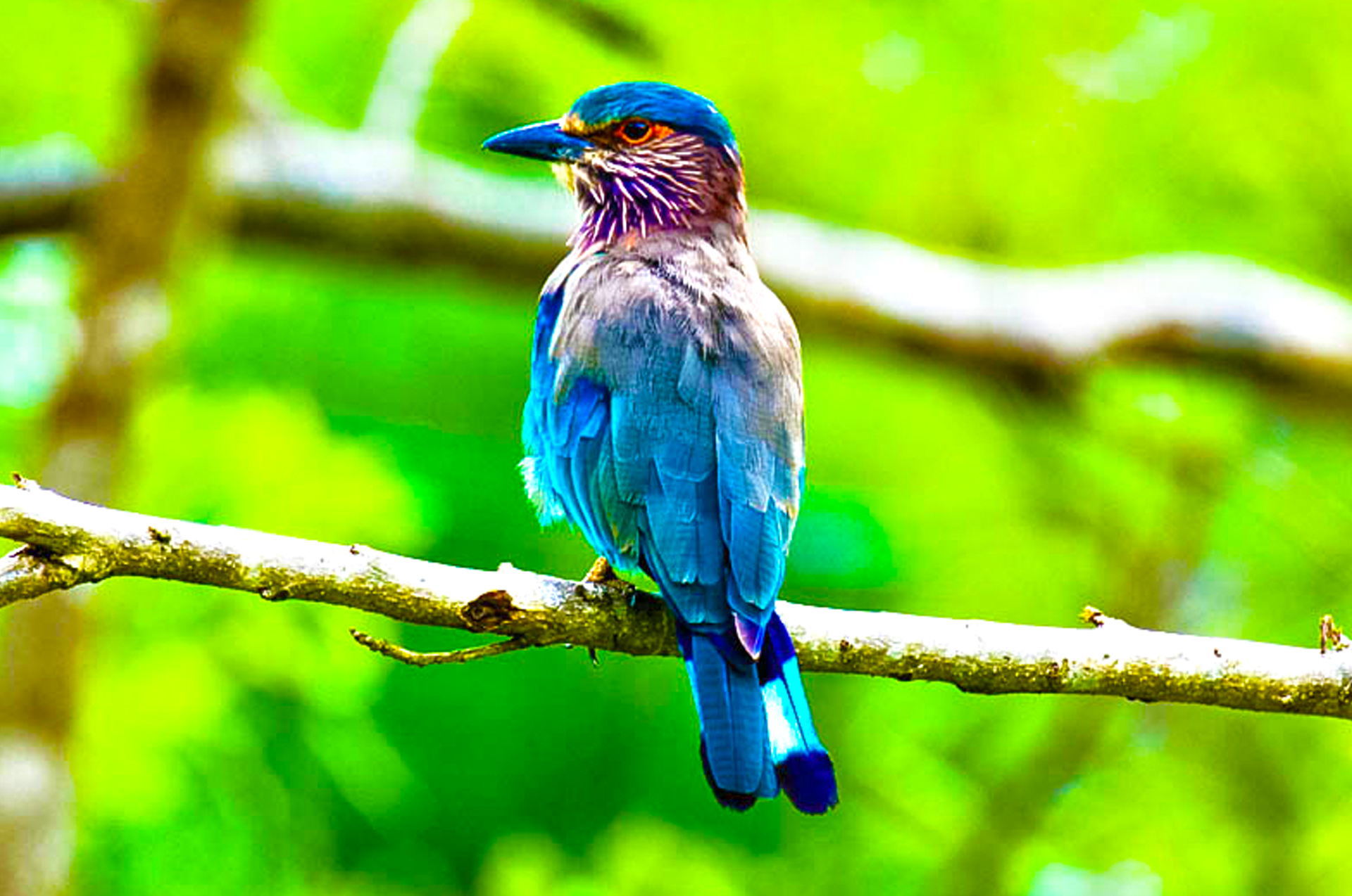 Bird Watching in Sri Lanka Bird Watching Tours in Sri Lanka