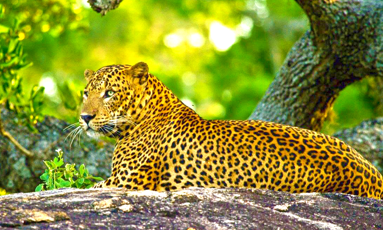 Leopard in Yala National Park Sri Lanka