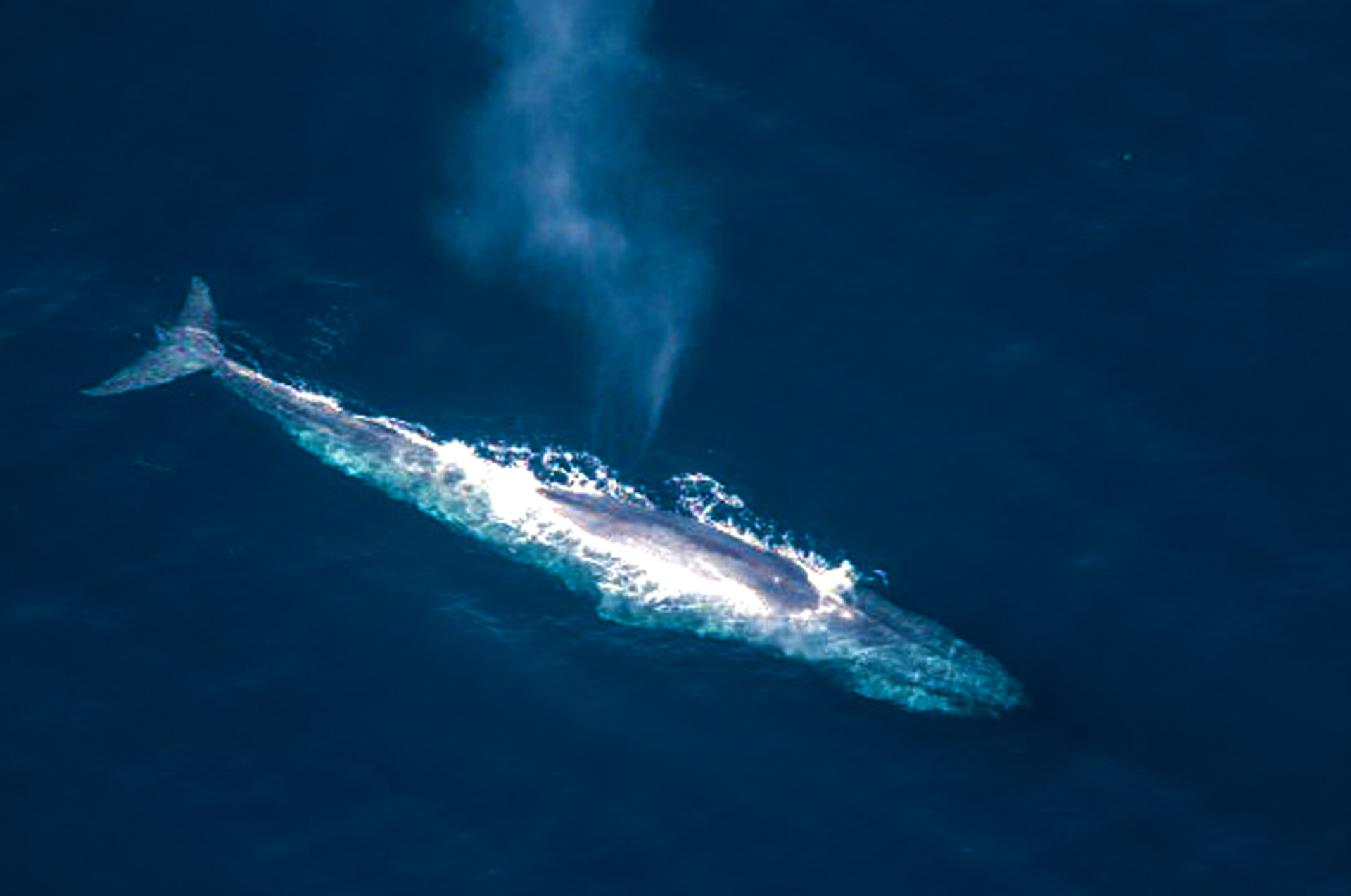 Whale Watching in Sri Lanka Whale Watching Tours in Sri Lanka
