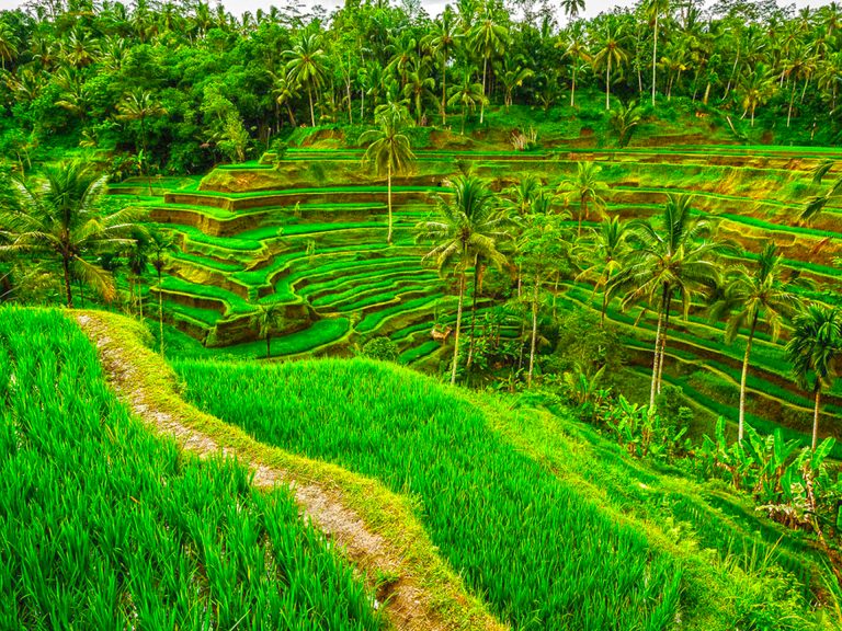 travel packages to bali from sri lanka