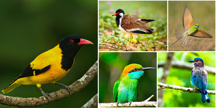 Birds in Sri Lanka for Real Bird Lovers