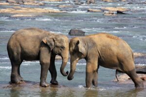 Elephants, Sri Lanka travel guide