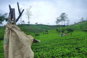 Tea Estate Nuwara Eliya, Sri Lanka travel guide
