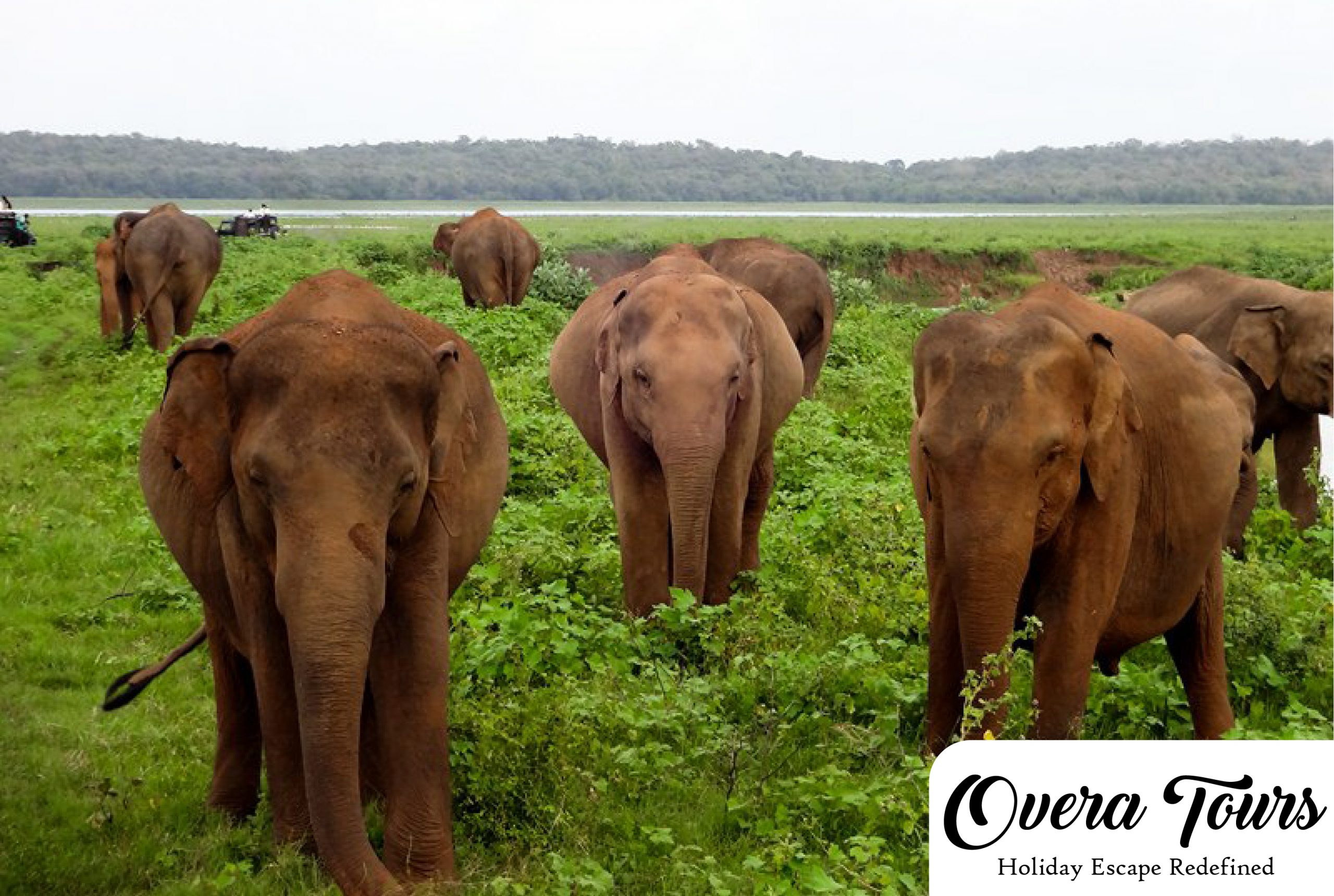 minneriya national park