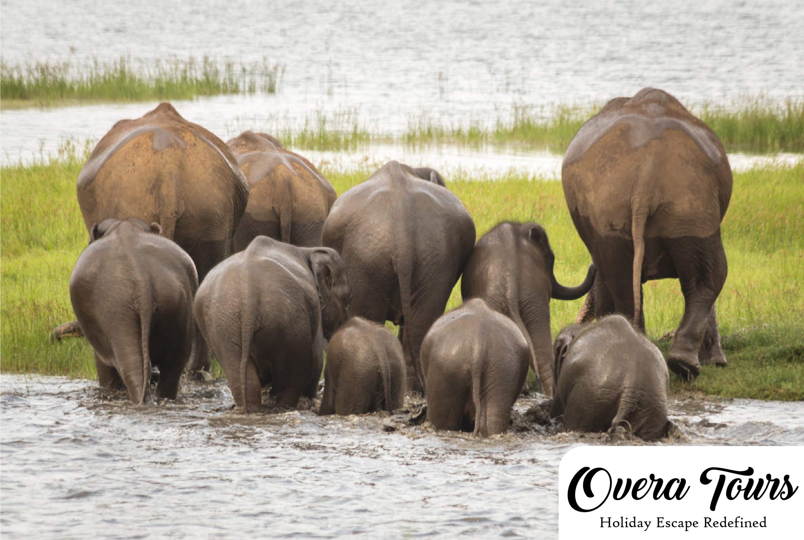 Minneriya national park