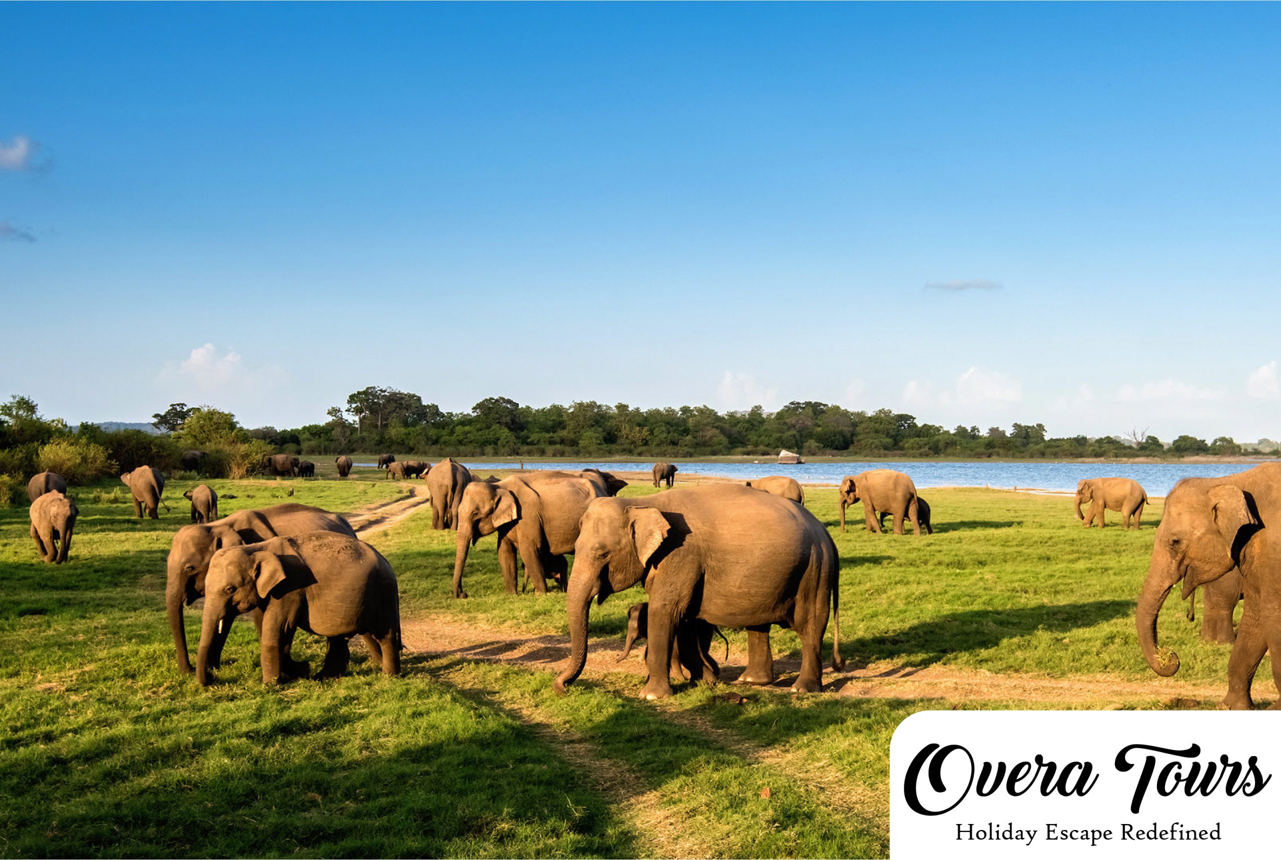 Minneriya National Park