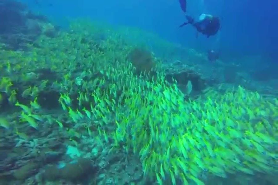 Scuba diving in Ari Atoll, Maldives