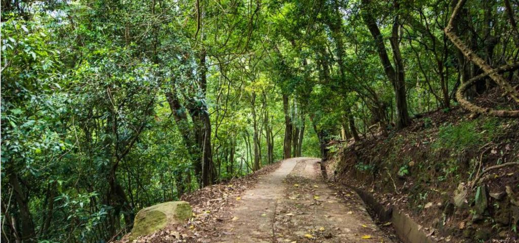 Udawatta Kele Sanctuary- one of the best places to visit in Kandy for nature and bird lovers.
