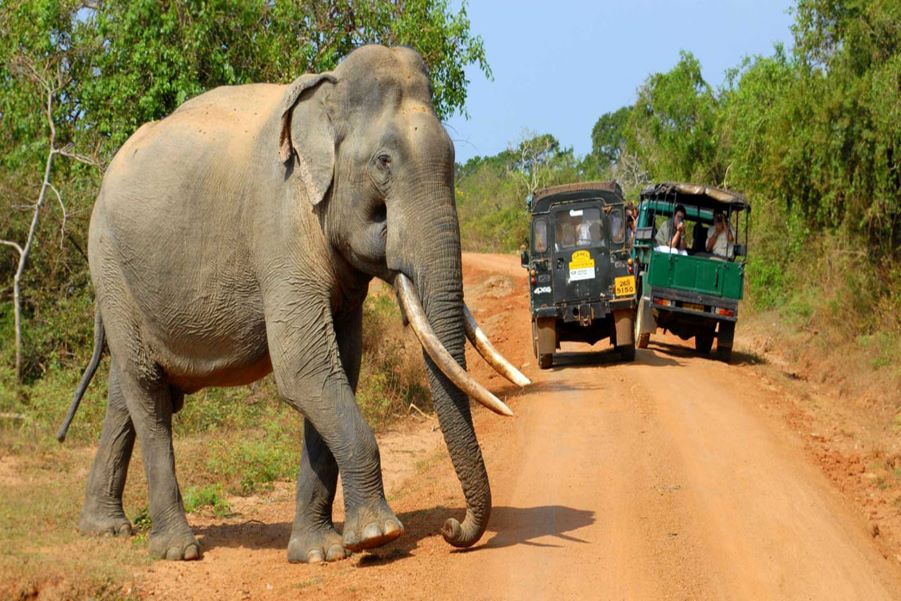 Wildlife Safari Tours in Sri Lanka