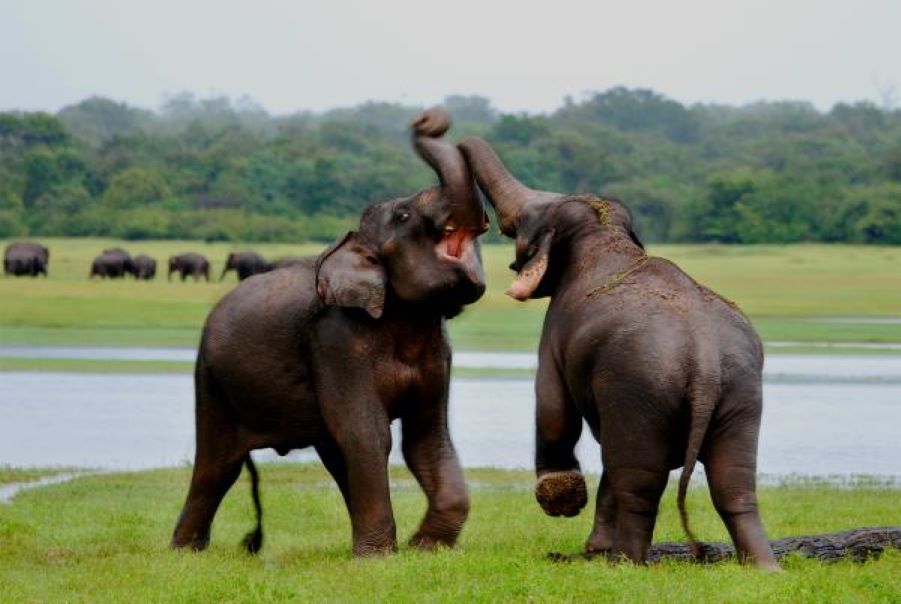 Wildlife Honeymoon Tours in Sri lanka