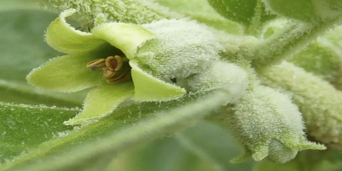 Ashwagandha (Indian ginseng) - Sri Lanka Ayurveda Tours