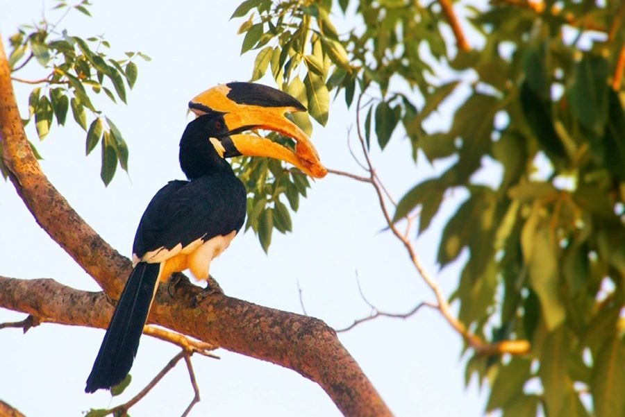 Bird watching tours in Sri Lanka
