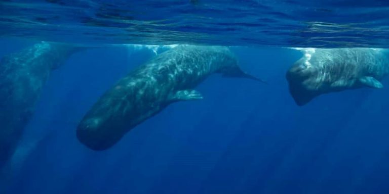 The Most Comprehensive Guide on Blue Whales in Sri Lanka