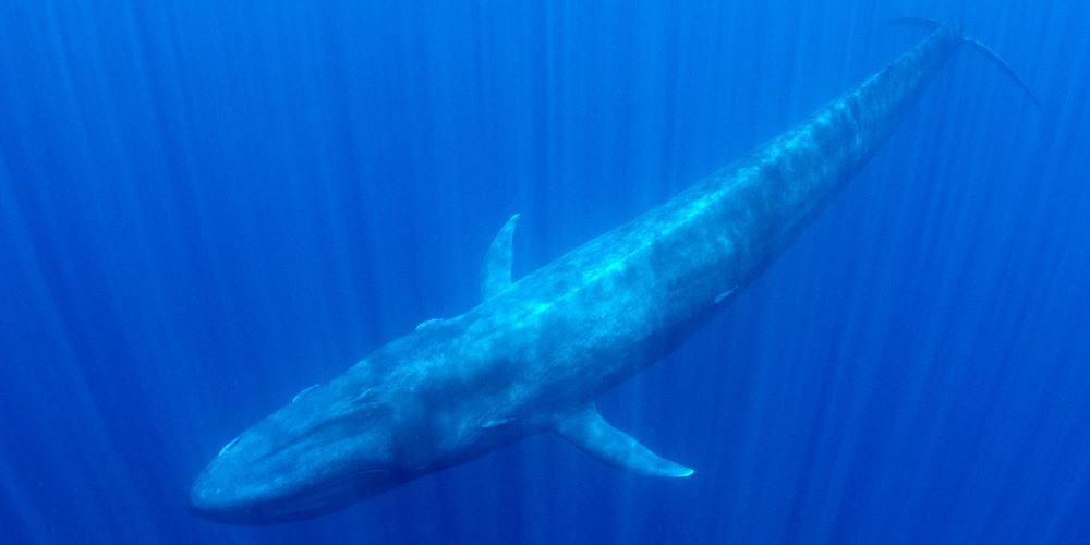 Blue Whales in Southern Cost Sri Lanka