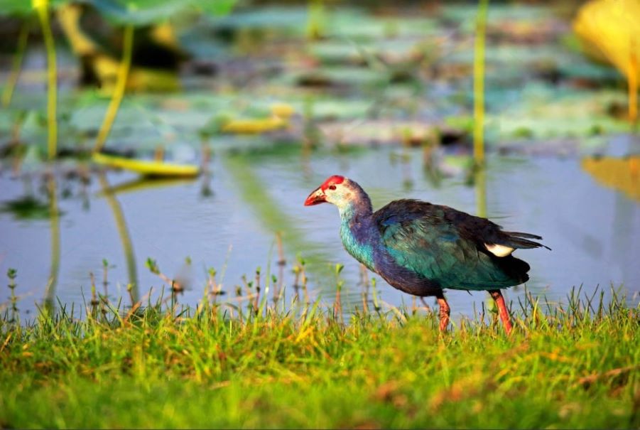 Muthurajawela Bird Sanctuary - Bird watching tours in Sri Lanka