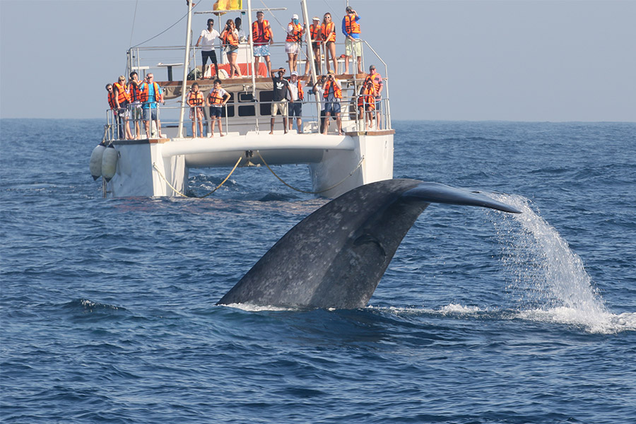 Whale watching Tours in Mirissa Sri Lanka