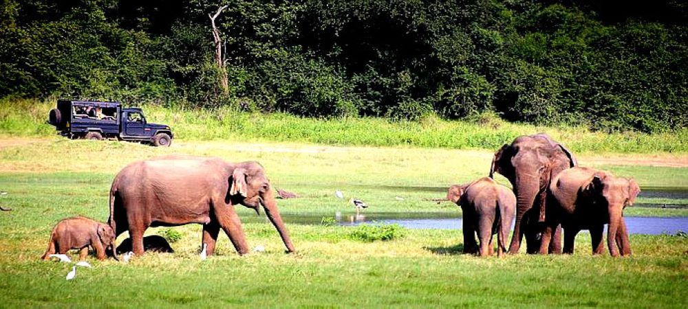 wildlife safari in Yala National Park - Adventure Honeymoon in Sri Lanka