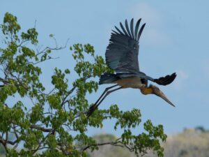 Painted Storks- Kumana National Park