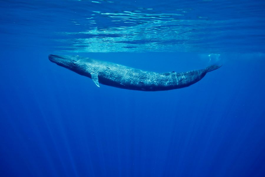 Blue Whales - Wildlife Animals in Sri Lanka