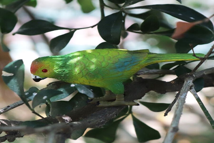 Ceylon Hanging Parrot - Low country wet zone in Sri Lanka