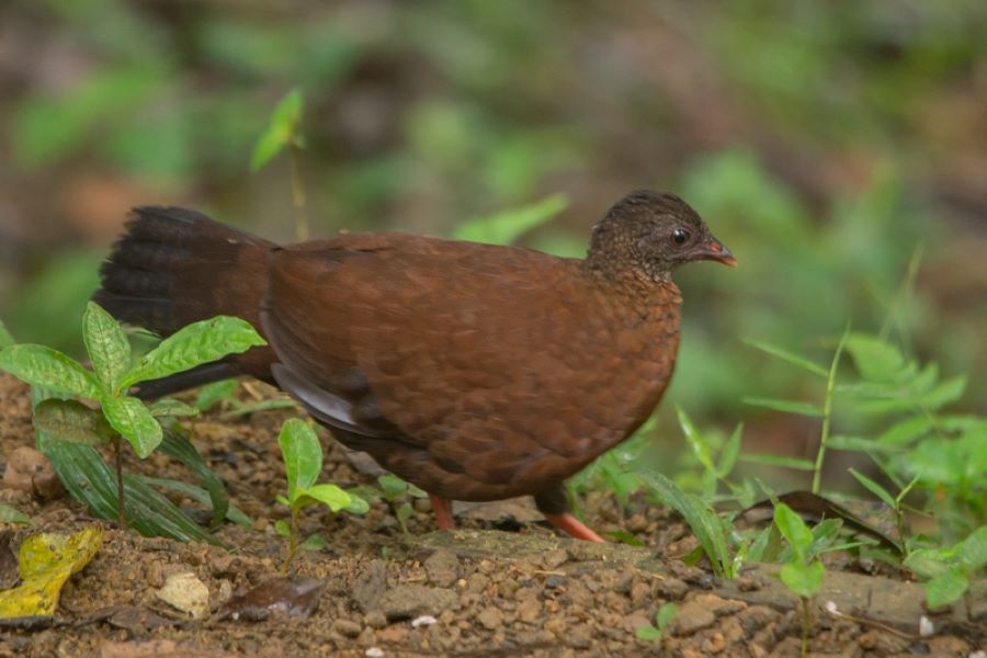 Ceylon Spurfowl - Birds in Sinharaja