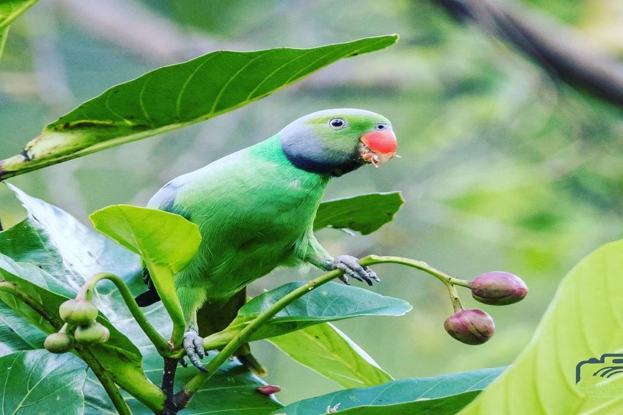Layard’s Parakeet - Another Beautiful Creature