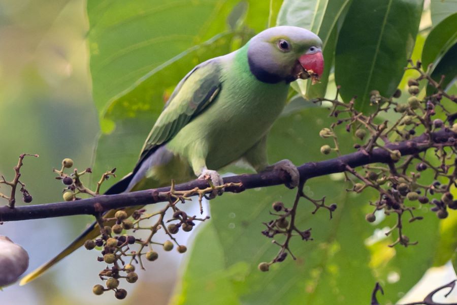 Layard’s Parakeet -Birds in Sri Lanka