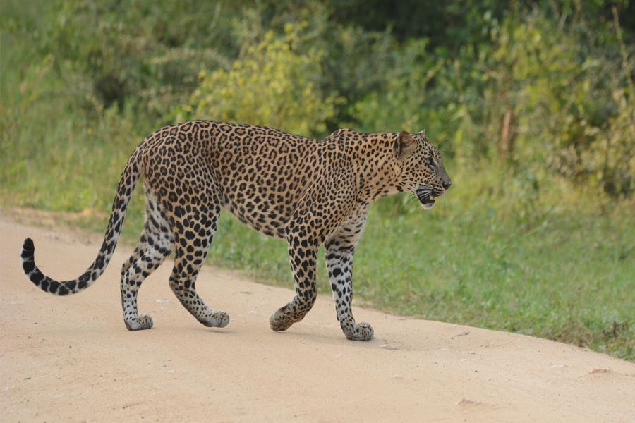 Leopards in Sri Lanka - Yala National Park