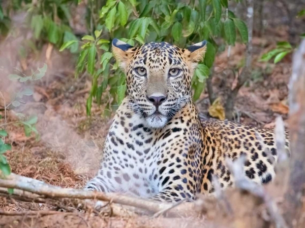 Wasgamuwa National Park-Leopards