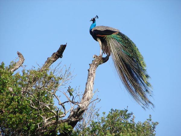 Peacock-Wasgamuwa National Park