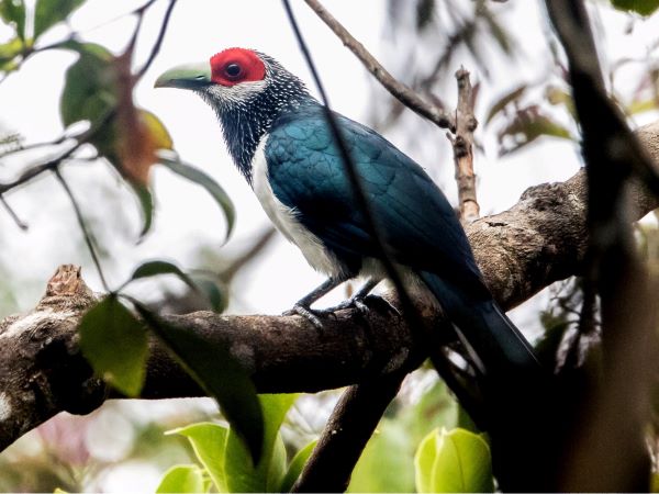 Red faced malkoha-Wasgamuwa National Park