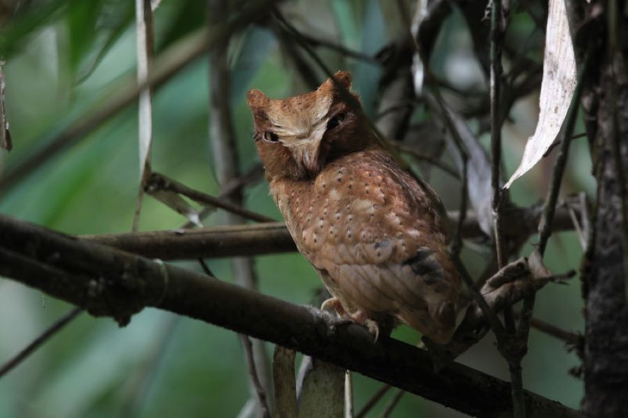 Serendib Scops Owl - Birds in Sri Lanka