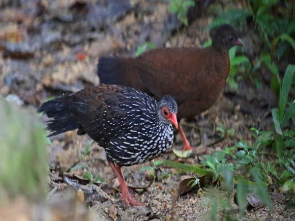 Sri Lanka Spurfowl-Wasgamuwa National Park