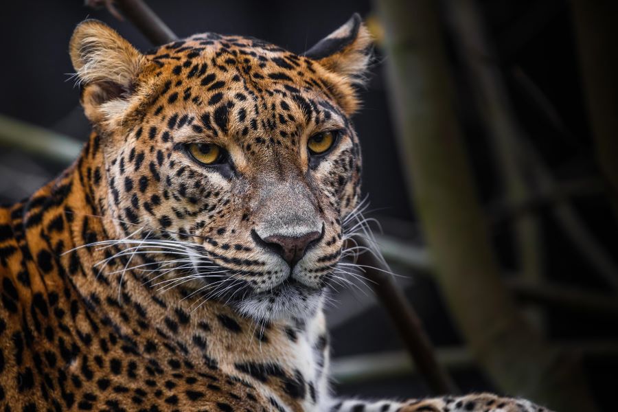 Sri Lankan Leopard - Animals in Sri Lanka