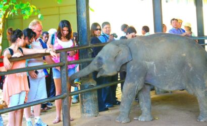 Pinnawala Elephant Orphanage - Family Holiday Packages in Sri Lanka