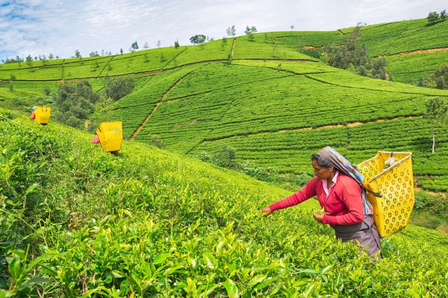 Tea garden in Nuwara Eliya - Family Vacation Packages in Sri Lanka
