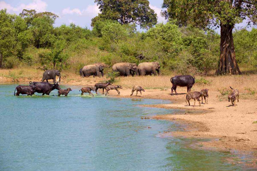 Animals in Udawalawe National Park