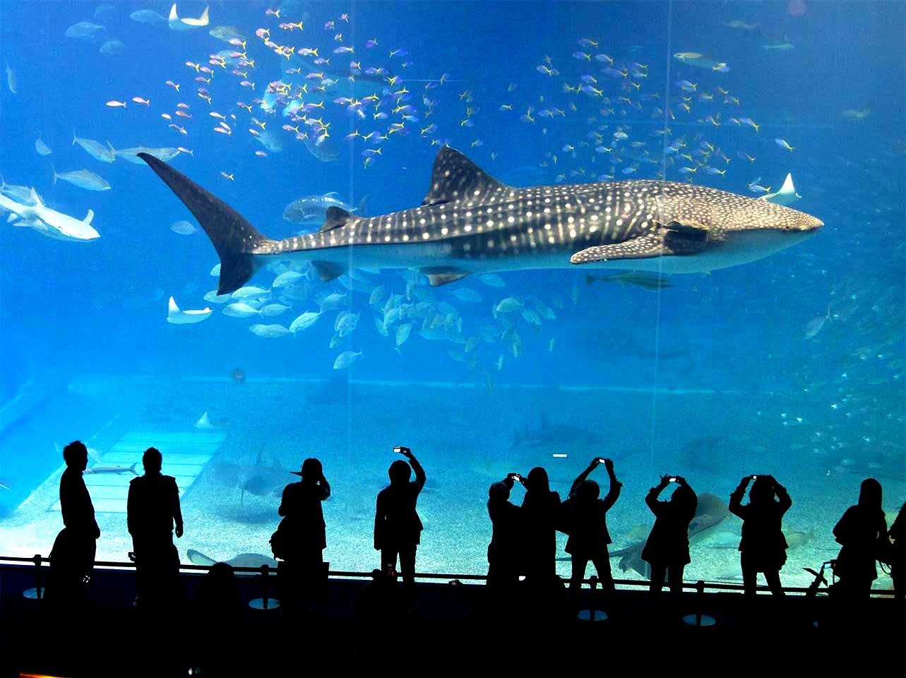 Marine Life at Pattaya Beach Thailand