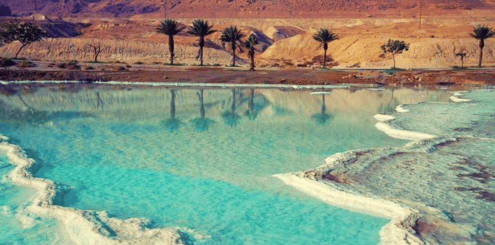 Dead Sea vegetation
