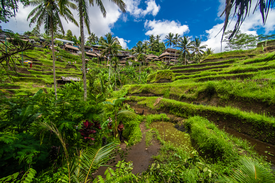 Ubud Rice field, 6 days Bali Tour