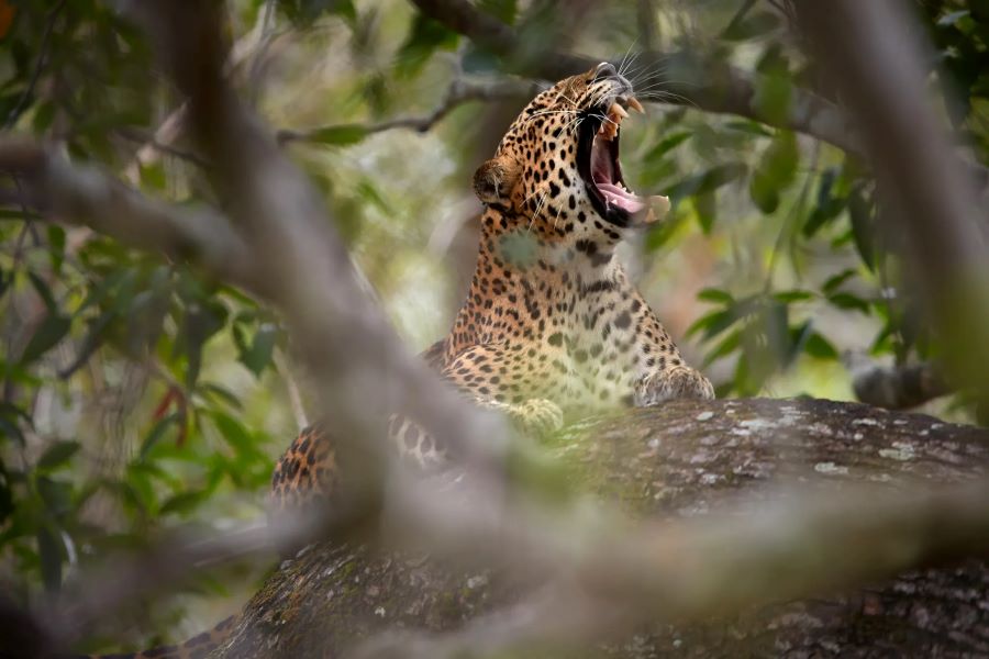 Leopards in Minneriya National Park, sri lanka sightseeing tour