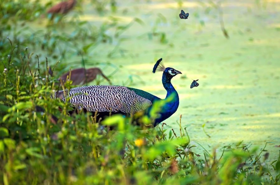 bird watching in yala national park, peacock