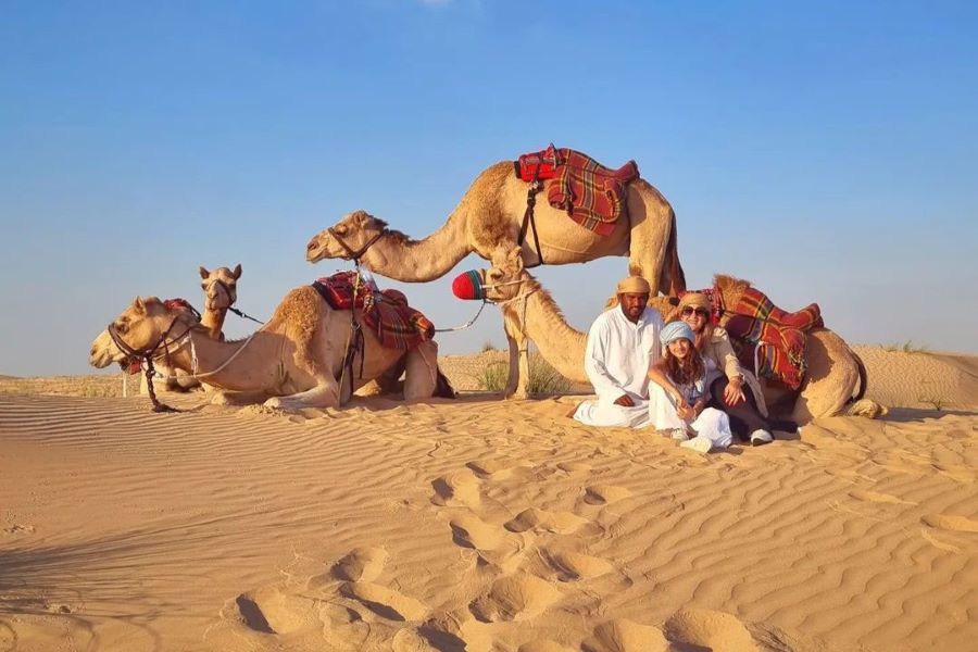 Camels in Dubai